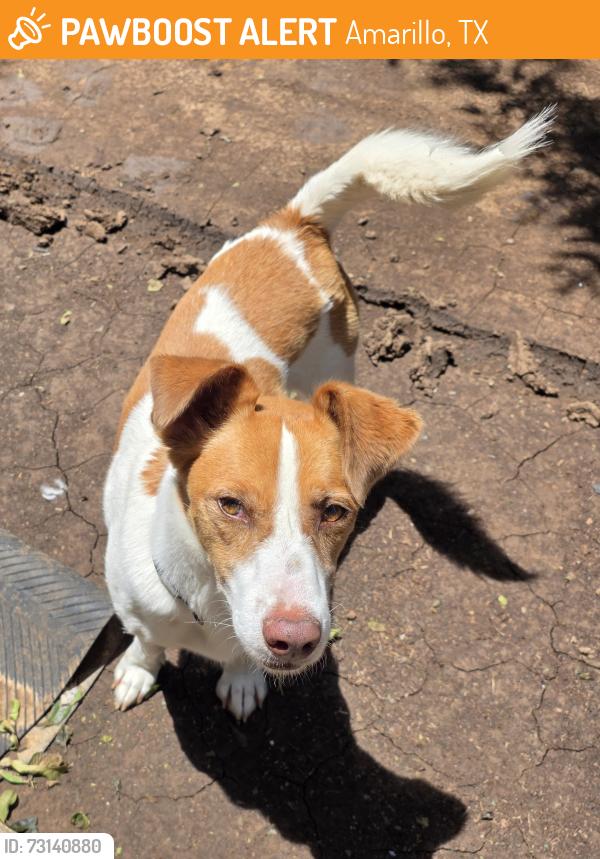 Found/Stray Male Dog last seen De Zavala Middle School, Amarillo, TX 79101