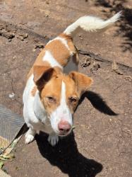 Found/Stray Male Dog last seen De Zavala Middle School, Amarillo, TX 79101
