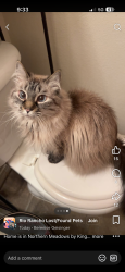 Reunited Female Cat last seen King Blvd, Rio Rancho, NM 87144