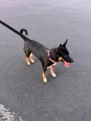 Found/Stray Female Dog last seen The Pines Neighborhood, Milpitas, CA 95035, Milpitas, CA 95035