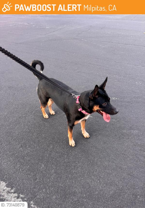Found/Stray Female Dog last seen The Pines Neighborhood, Milpitas, CA 95035, Milpitas, CA 95035