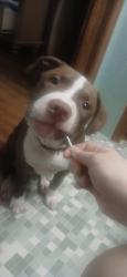 Reunited Male Dog last seen Dacula harbins, Dacula, GA 30019