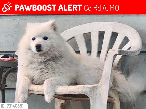 Lost Male Dog last seen Iron County near Hwy C in Courtois, Co Rd 80A, MO 65566