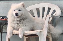 Lost Male Dog last seen Iron County near Hwy C in Courtois, Co Rd 80A, MO 65566