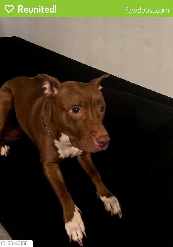 Reunited Female Dog last seen Divison and Central, Chicago, IL 60651
