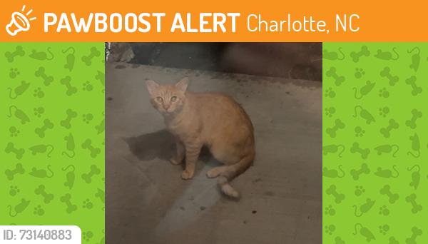 Found/Stray Unknown Cat last seen front porch, brigmore drive, Charlotte, NC 28226