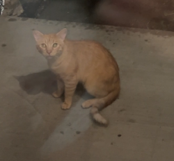 Found/Stray Unknown Cat last seen front porch, brigmore drive, Charlotte, NC 28226