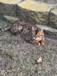 Reunited Male Cat last seen Citrus and Mountain View, Escondido, CA 92027