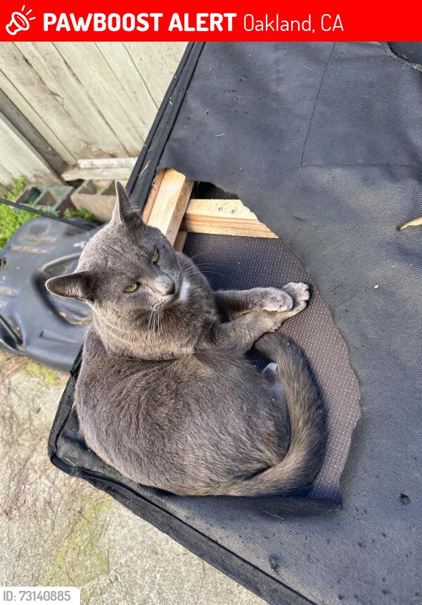 Lost Male Cat last seen 107th and Voltaire, Oakland, CA 94603