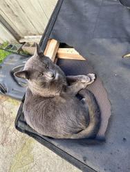 Lost Male Cat last seen 107th and Voltaire, Oakland, CA 94603