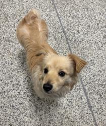 Shelter Stray Female Dog last seen Alexandria, VA 22311, Colfax Ave & Seminary Rd, Fairfax County, VA, 4500 West Ox Rd, Fairfax, VA 22030, USA