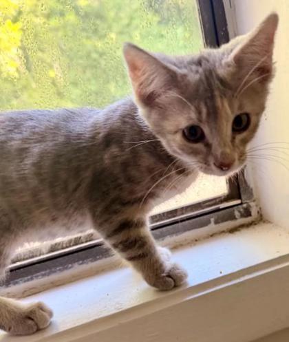 Shelter Stray Female Cat last seen Near Golfcrest Cir, Stone Mountain, GA 30088, 30088, GA, 3280 Chamblee Dunwoody Rd, Chamblee, GA 30341, USA