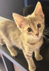Shelter Stray Female Cat last seen Near Golfcrest Cir, Stone Mountain, GA 30088, 30088, GA, 3280 Chamblee Dunwoody Rd, Chamblee, GA 30341, USA