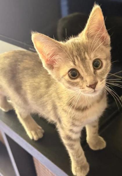 Shelter Stray Female Cat last seen Near Golfcrest Cir, Stone Mountain, GA 30088, 30088, GA, 3280 Chamblee Dunwoody Rd, Chamblee, GA 30341, USA