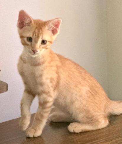 Shelter Stray Male Cat last seen Near Golfcrest Cir, Stone Mountain, GA 30088, 30088, GA, 3280 Chamblee Dunwoody Rd, Chamblee, GA 30341, USA