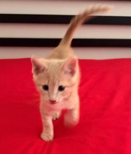 Shelter Stray Male Cat last seen Near Golfcrest Cir, Stone Mountain, GA 30088, 30088, GA, 3280 Chamblee Dunwoody Rd, Chamblee, GA 30341, USA