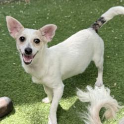 Shelter Stray Female Dog last seen Fontaine Ave at Golf Link (next to the zoo), Oakland, CA, 1101 29th Ave, Oakland, CA 94601, USA