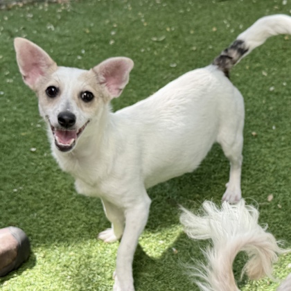 Shelter Stray Female Dog last seen Fontaine Ave at Golf Link (next to the zoo), Oakland, CA, 1101 29th Ave, Oakland, CA 94601, USA