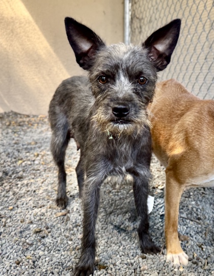 Shelter Stray Female Dog last seen , Oakland, CA, 1101 29th Ave, Oakland, CA 94601, USA