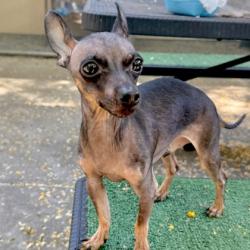 Shelter Stray Male Dog last seen 16th st, Oakland, CA, 1101 29th Ave, Oakland, CA 94601, USA