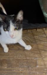 Reunited Female Cat last seen Melbourne and Lazarus, Houston, TX 77022