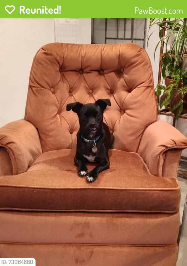 Reunited Male Dog last seen Bates and Sherman, Englewood, CO 80113