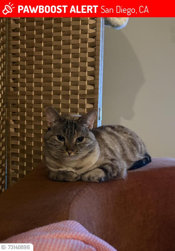 Lost Female Cat last seen 8th Ave and Cedar St, San Diego, CA 92101