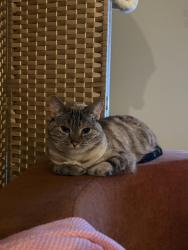 Lost Female Cat last seen 8th Ave and Cedar St, San Diego, CA 92101