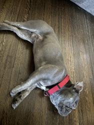 Lost Male Dog last seen buckler&edgemar, Los Angeles, CA 90043