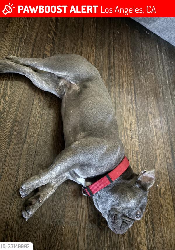 Lost Male Dog last seen buckler&edgemar, Los Angeles, CA 90043