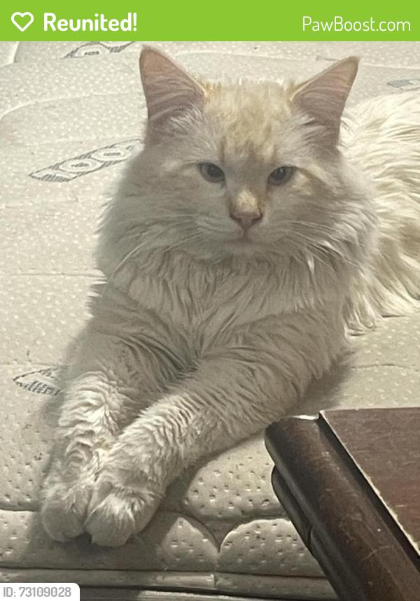 Reunited Male Cat last seen Near so 3325 w, West Valley City, UT 84119