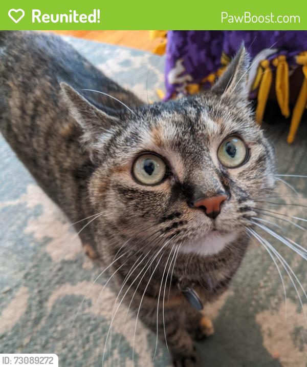 Reunited Female Cat last seen Fillmore St NE & 18 1/2 Ave NE, Minneapolis, MN 55418