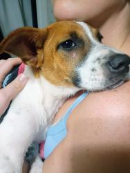 Found/Stray Female Dog last seen Pleasant Grove Church Rd, Villa Rica, GA 30180