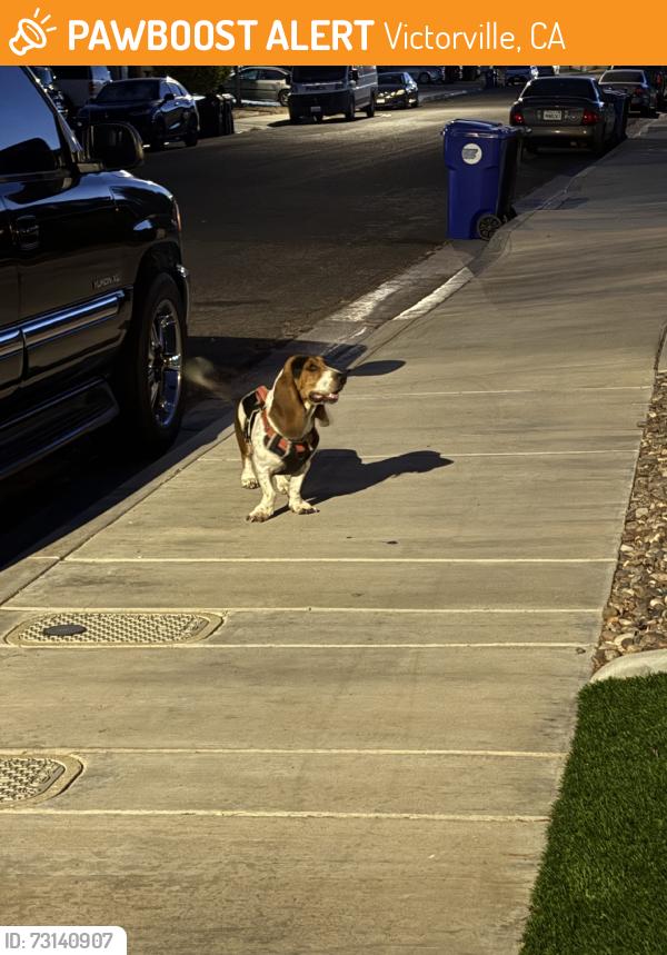 Found/Stray Unknown Dog last seen Elevado, Victorville, CA 92394