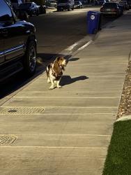 Found/Stray Unknown Dog last seen Elevado, Victorville, CA 92394