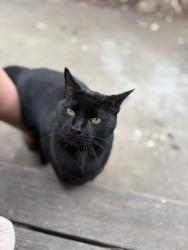 Found/Stray Male Cat last seen Central, Orangevale, CA 95662
