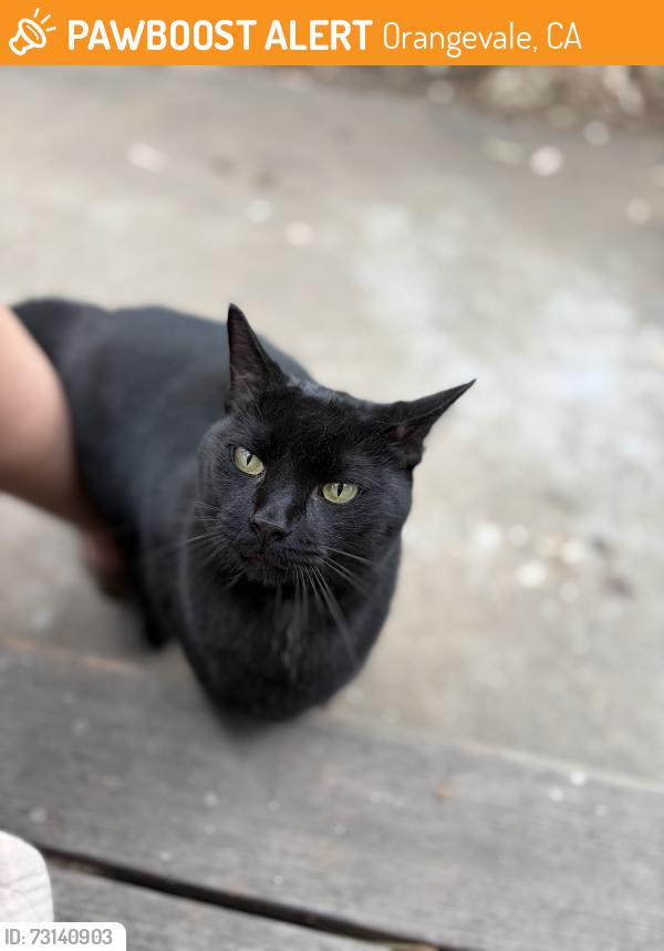 Found/Stray Male Cat last seen Central, Orangevale, CA 95662