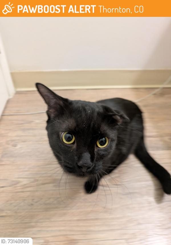 Found/Stray Female Cat last seen Rotella Park, Thornton, CO 80229