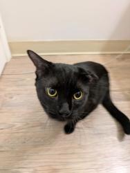 Found/Stray Female Cat last seen Rotella Park, Thornton, CO 80229
