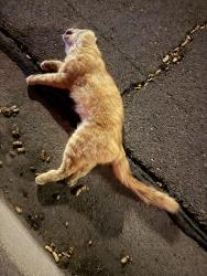 Found/Stray Unknown Cat last seen Thunderbird Rd & 60th Pl, Phoenix, AZ 85254