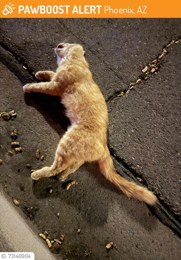 Found/Stray Unknown Cat last seen Thunderbird Rd & 60th Pl, Phoenix, AZ 85254