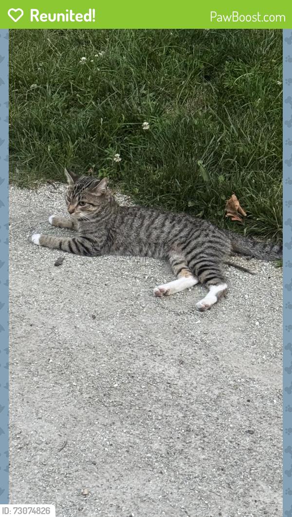 Reunited Female Cat last seen Catherine chevalier wood picnic area, Chicago, IL 60634