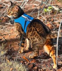 Lost Female Cat last seen Hollydale drive, Atlanta, GA 30311