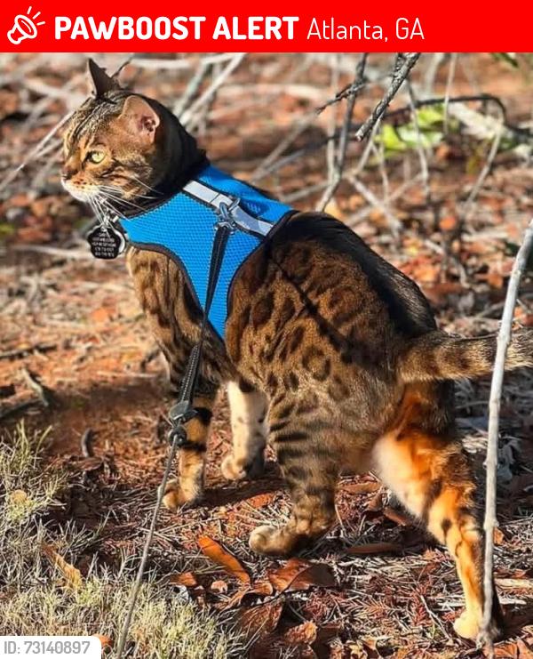 Lost Female Cat last seen Hollydale drive, Atlanta, GA 30311