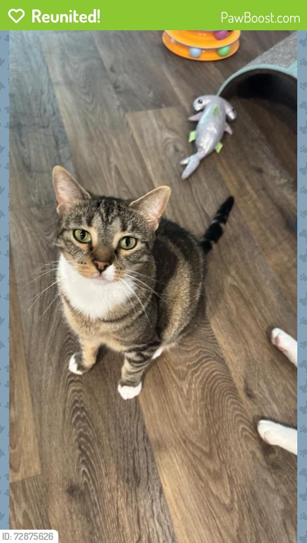 Reunited Female Cat last seen Winn-Dixie at 207 and US-1, St. Augustine, FL 32084