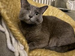 Reunited Female Cat last seen Near block of Kenlake Pl NE, Kenmore, WA 98028