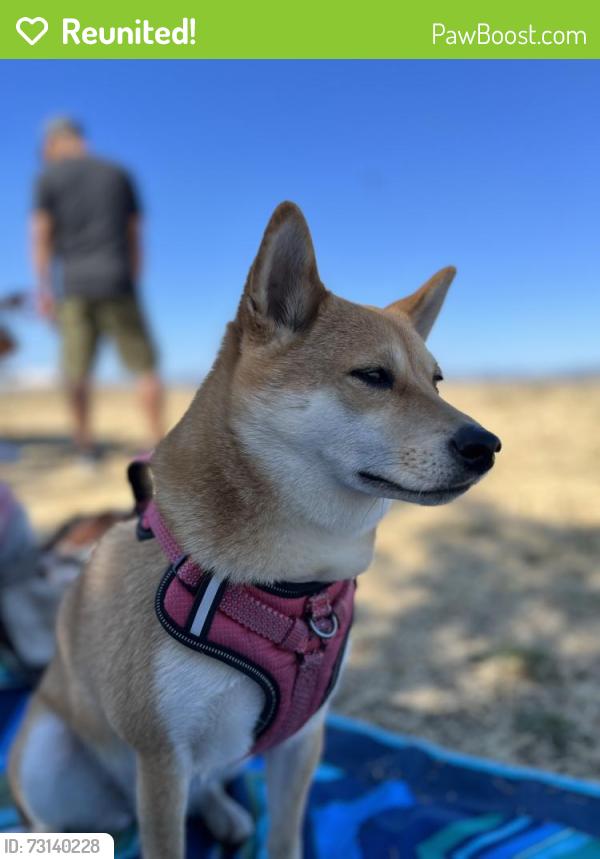 Reunited Female Dog last seen Burger king, San Marcos, CA 92078