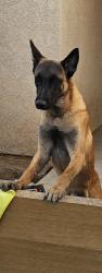 Reunited Male Dog last seen Panther Ave & Chamberlain in Adelanto CA, Adelanto, CA 92301
