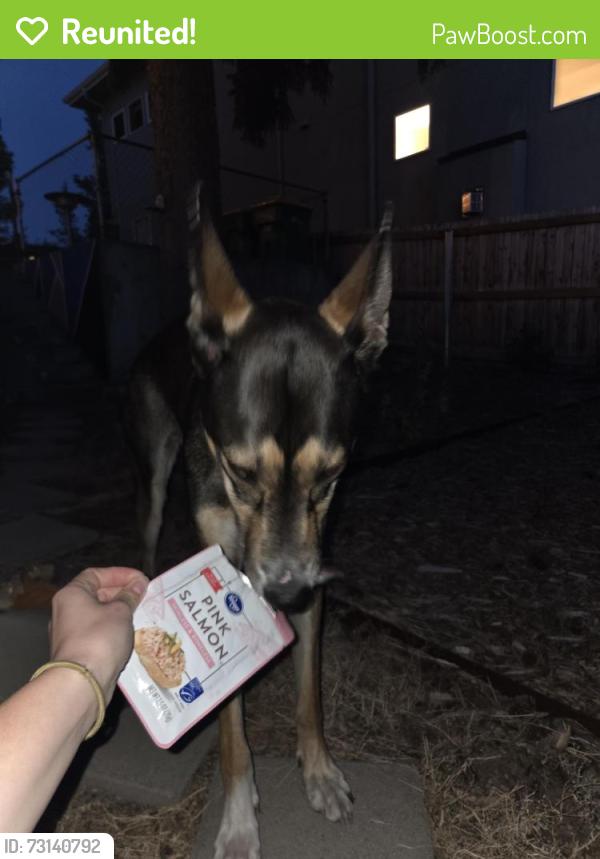 Reunited Female Dog last seen Sherman and Bates, Englewood, CO 80113