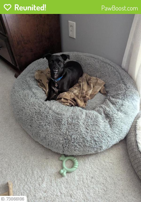 Reunited Male Dog last seen Harvard gulch park, Denver, CO 80223